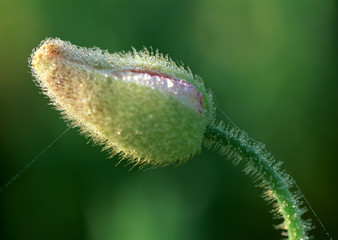 Canvas Print - Poppy