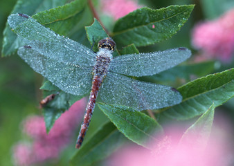 Wall Mural - Dragonfly