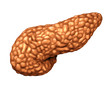 Pancreas Human Organ
