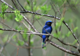 Wall Mural - Blue-and-white Flycatcher