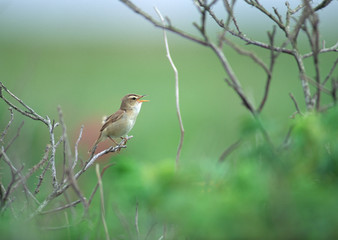 Wall Mural - Bird on Twig