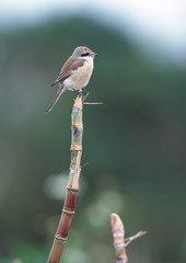 Wall Mural - Brown Shrike