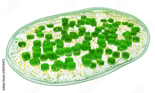 Chloroplast Structure Part Of The Plant Cell 3d Image Buy This Stock Illustration And Explore Similar Illustrations At Adobe Stock Adobe Stock