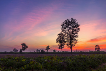 Wall Mural - landscape magical sunrise sky with winter silhouette tree nature
