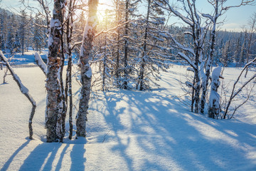 Wall Mural - winter landscape with sun, snow, trees and shadows
