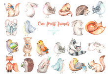 Collection, Set Of Watercolor Cute Forest Animals Illustrations, Hand Drawn Isolated On A White Background