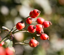 Red Rosehips In Nature