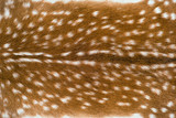 Fototapeta Góry - Close up shot of a deer fur