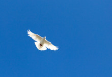 White Dove On A Blue Sky