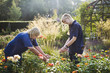 © Mint Images - Two female gardeners cutting flowers at Waterperry Gardens in Oxfordshire.