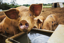 Three Pigs In A Field, One Drinking From A Trough.