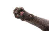 gray cat paw