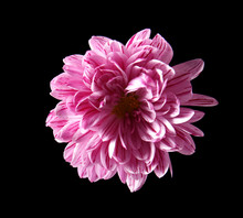 Beautiful Daisy Flower On Black Background