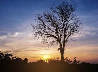 Wall Mural - landscape magical sunrise sky with winter silhouette dry tree tr