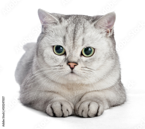 Sute British Shorthair Cat Isolated On White Background Buy