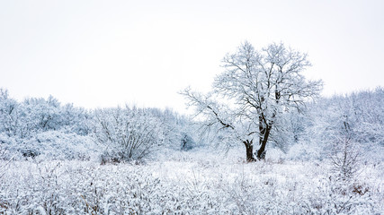 Canvas Print - frozen tree on snow-covered meadow