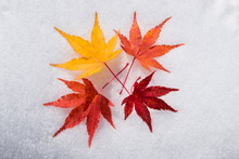 Four Red And Yellow Maple Leaves On A White Snow Background In Winter Season, Autumn Maple Leaves In The Snowy Day At Japan