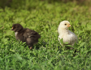 two yellow and black chicken walking on green meadow