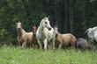 Horse herd with mixed breeds