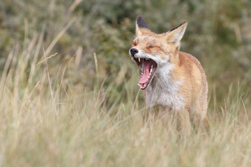Wall Mural - red fox in nature