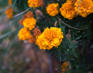Naklejka na meble Orange Flowers