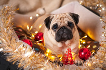 Christmas Dog Pug Garland Tinsel Balls In Bed On Christmas Holidays