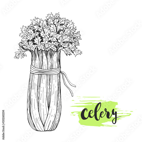 Celery Sketch Illustration Hand Drawn Celery Plant With