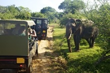 Asiatic Tusker Elephant (Elephas Maximus Maximus), Close To Tourists In Jeep, Yala National Park, Sri Lanka