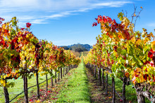 Colorful Vineyard In Autumn
