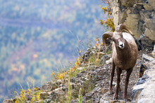 Big Horn Sheep In Montana