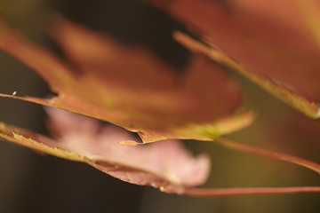 Wall Mural - Autumn leaves changing color