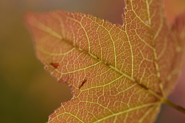 Wall Mural - closeup of a maple leaf in autumn