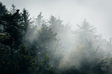 Sticker - Trees in fog, at Grandfather Mountain, North Carolina.