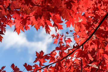 vibrant fall color, red maple leaves against a blue sky