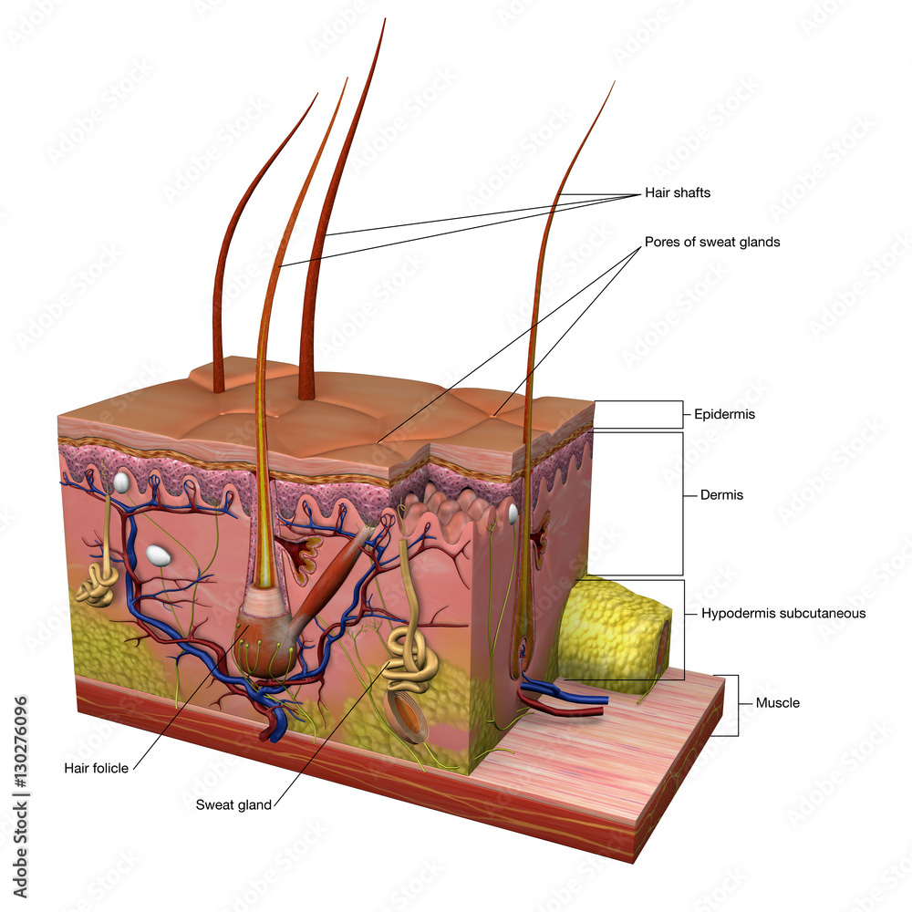 Skin Notes Anatomy of Skin Labeled Stock Illustration | Adobe Stock