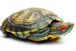© PBaishevPhotography - one Pond slider isolated on the white background.closeup.