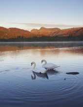An Autumn Morning With Swans On Elterwater, Lake District National Park, Cumbria