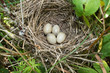 © fotoparus - Barred Warbler (Sylvia nisoria). Nest bird