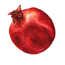 Illustration Of Ripe Pomegranate Fruit. Hand Drawn Watercolor Painting On White Background.