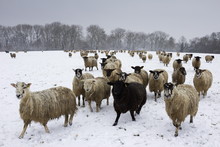 Sheep In Wintry Field, Near Broadway, Worcestershire, The Cotswolds 