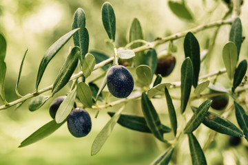 Branch of olive tree with fruits and leaves, natural agricultural food vintage hipster background