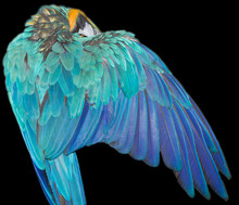 Beautiful Parrot Wings