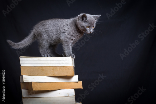 Un Petit Chat Gris Debout Sur Une Pile De Livres Stock Photo Adobe Stock Un Petit Chat Gris Debout Sur Une Pile De Livres Stock Photo Adobe Stock