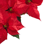 Christmas Border With Three Red Poinsettia Flowers In Corner.