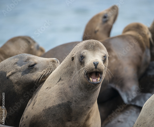 California Sea Lion Teeth Buy This Stock Photo And Explore Similar Images At Adobe Stock Adobe Stock
