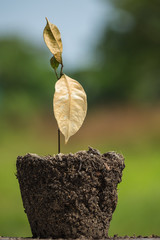 Poster - Dead young plant in dry soil on green blur. Environment concept