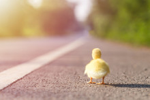 Small Duckling Walking On The Asphalt Road. Adventure Concept