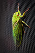The Green Grocer Cicada extreme closeup - one of the loudest insects in the world.