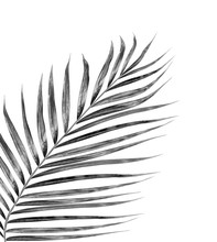 Black Leaves Of Palm Tree On White Background