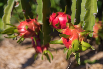 Wall Mural - Dragon fruit or Pitaya plantation in Thailand